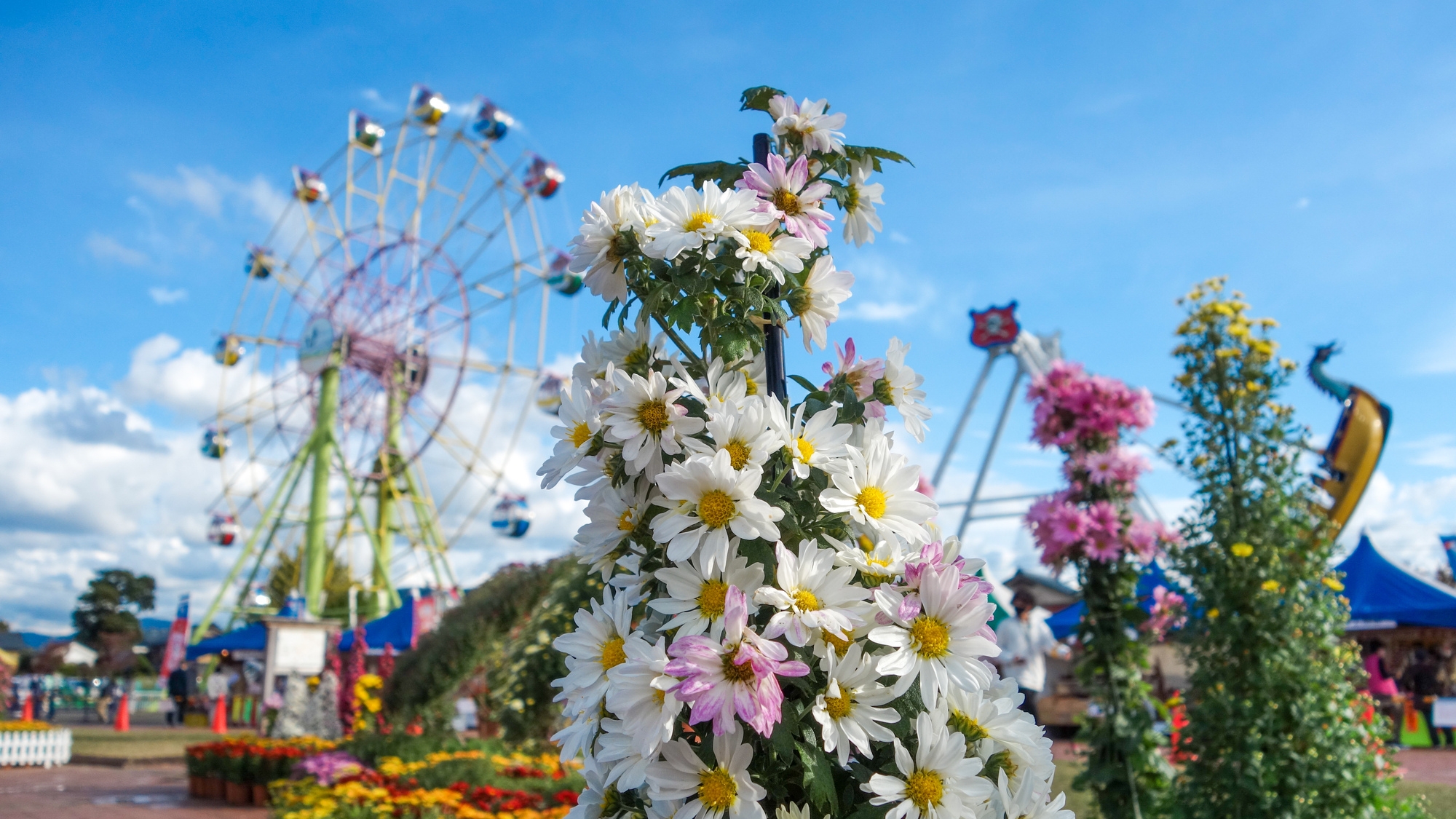 【たけふ菊人形】当館から車で4分