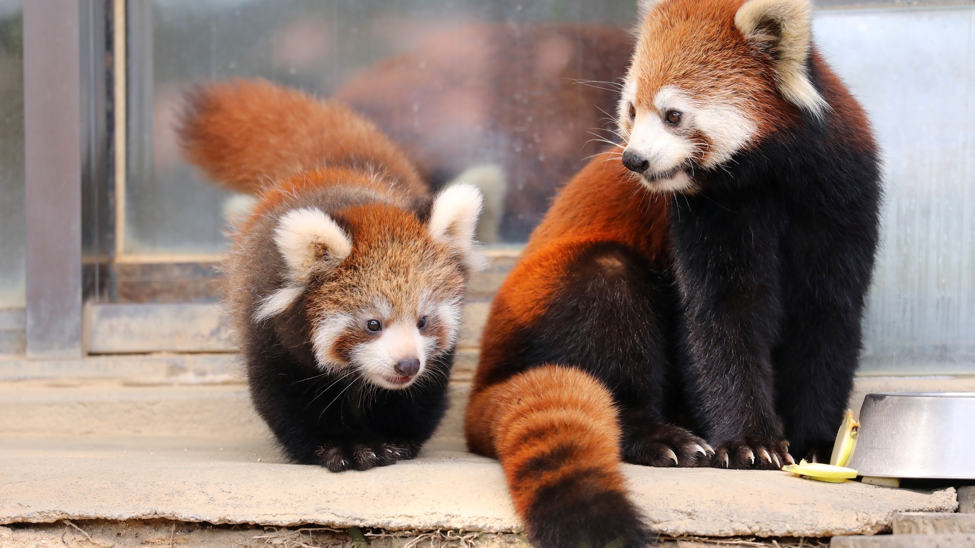 【鯖江市西山動物園】当館から車で15分