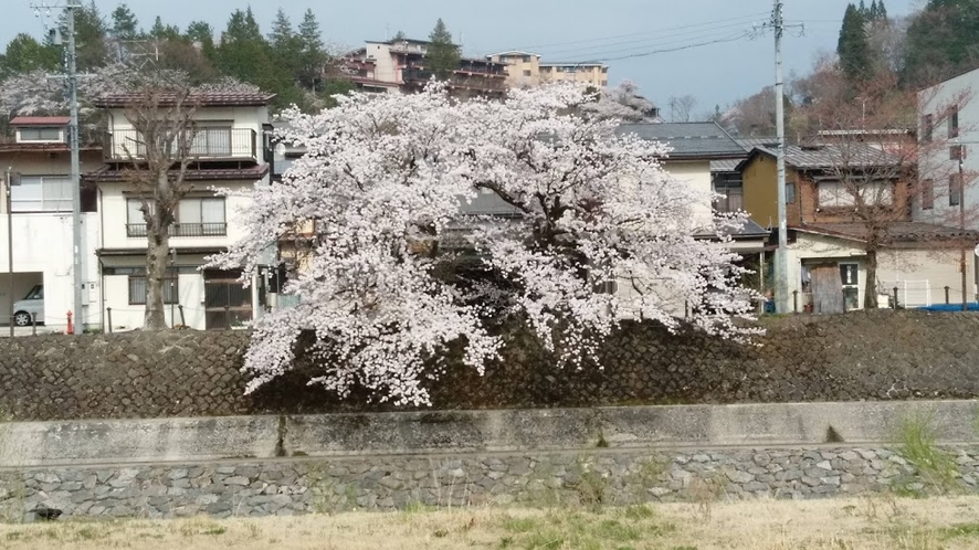20190420宮川の桜