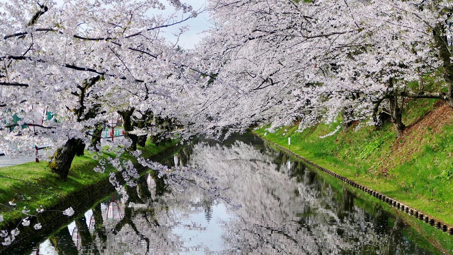 弘前公園の桜①