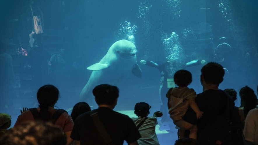 【しまね海洋館アクアス】当館より車で2時間程。