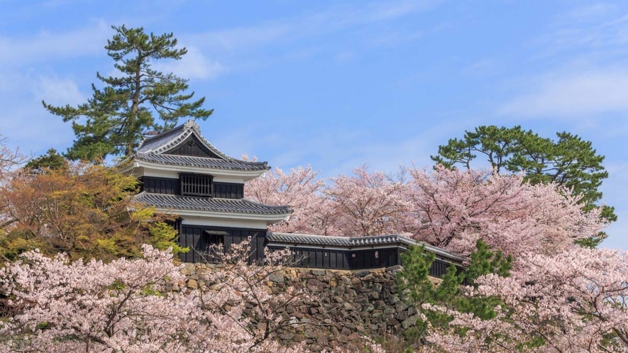 【松江城】全国で現存する12天守のひとつで“国宝”です。春は桜が満開です。