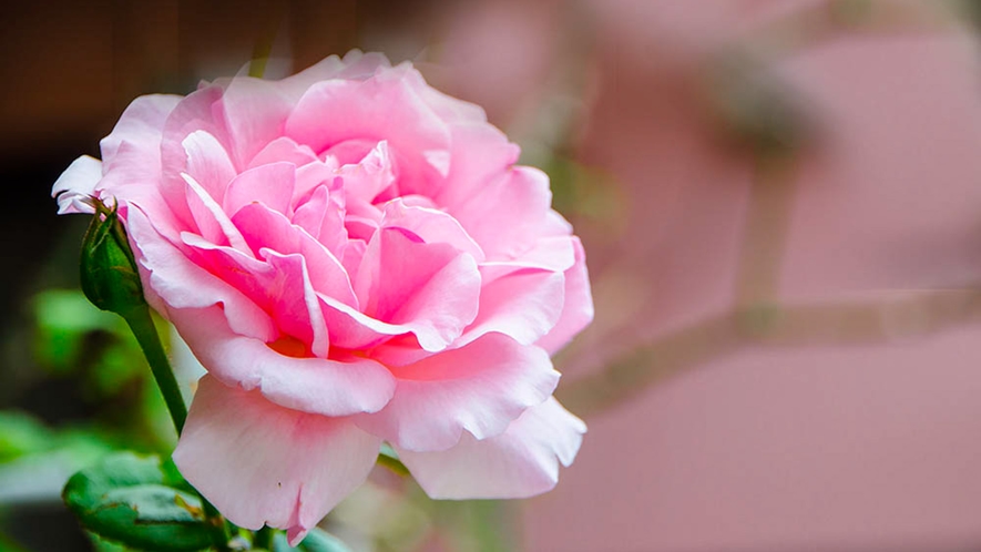 *【バラ摘み・バラ風呂体験】期間限定★当館の庭に咲いているバラを摘みバラ風呂をお楽しみいただけます！