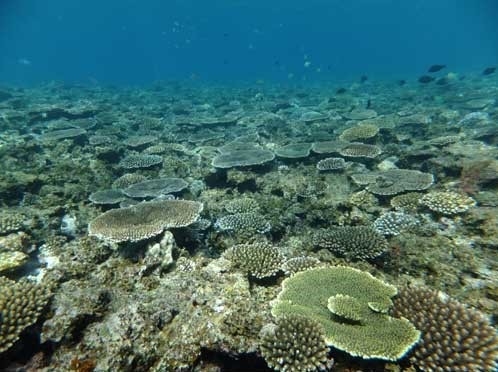 みんなで海上アドベンチャー！シーカヤック体験プラン【素泊まり】