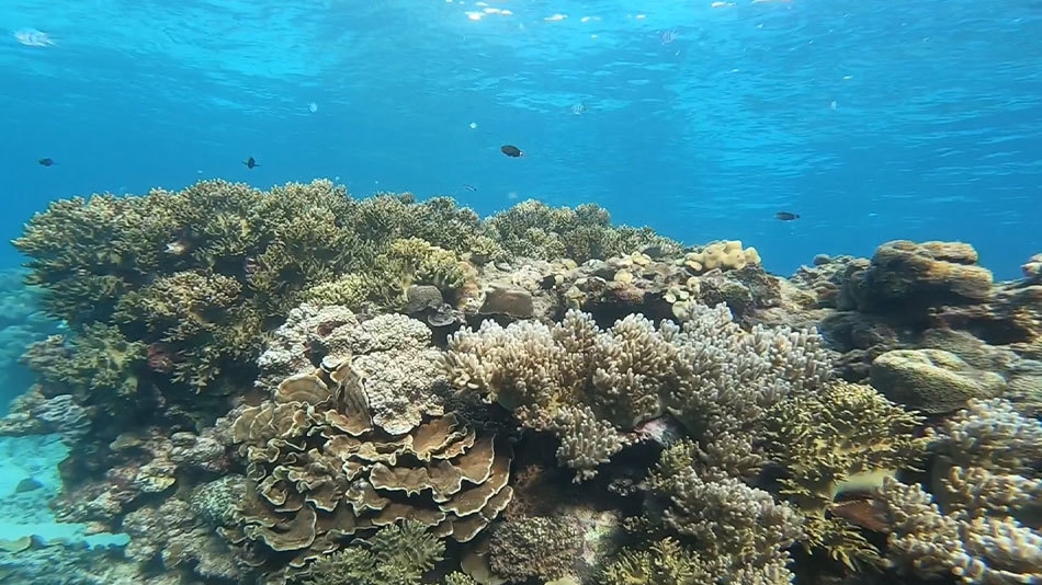 【サンセットクルージング！】2名様限定！蒼い珊瑚礁 奄美大島の海を漫喫プラン！