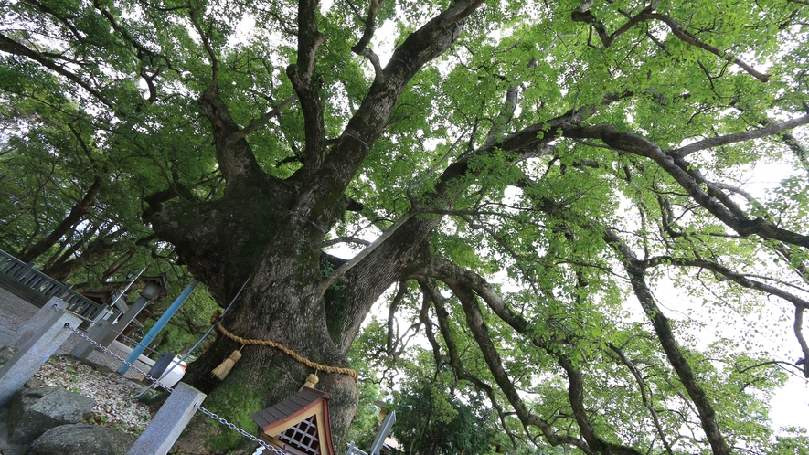 四国八十八か所の0番札《大麻比古神社》 