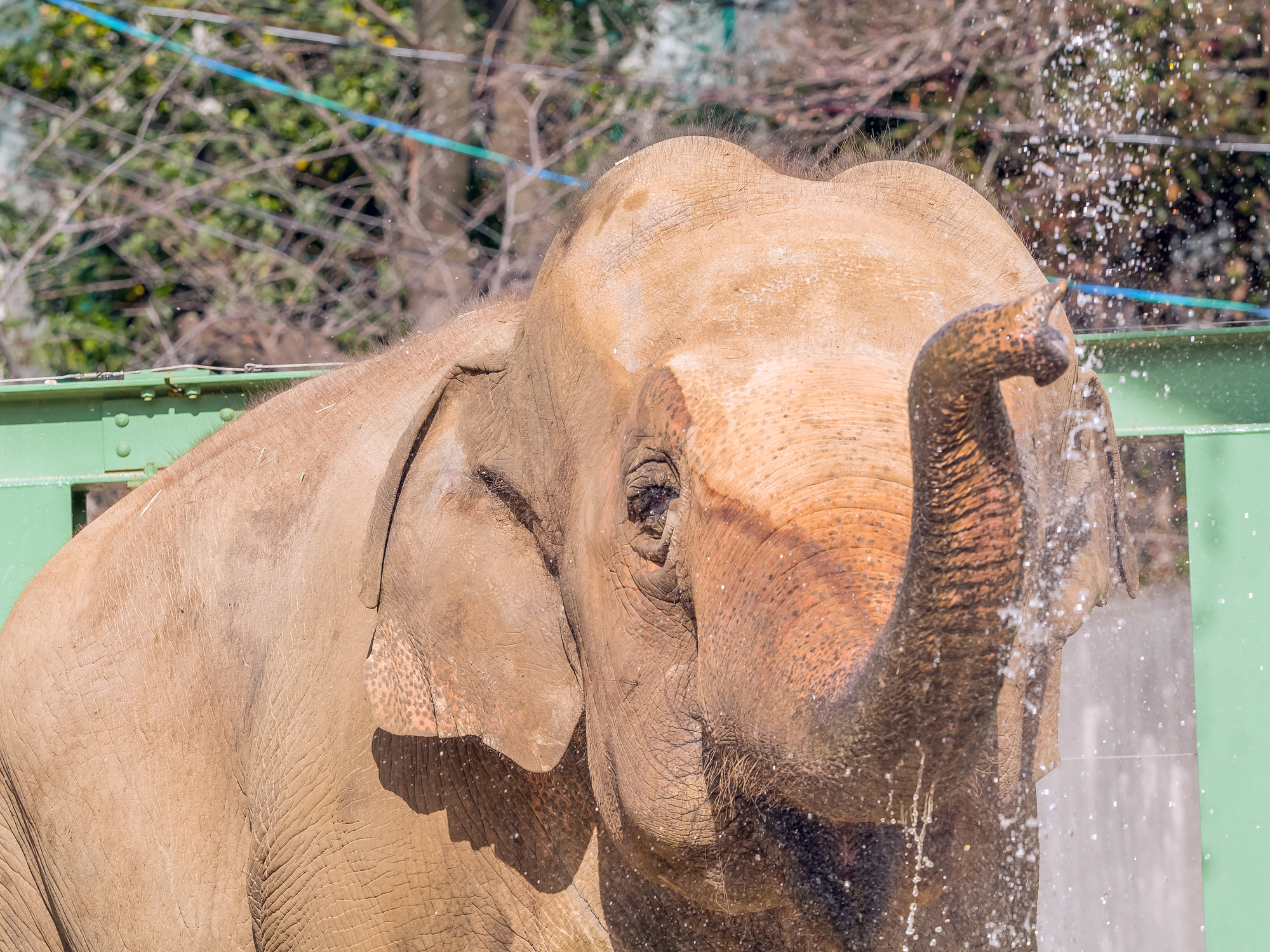 神戸市立王子動物園