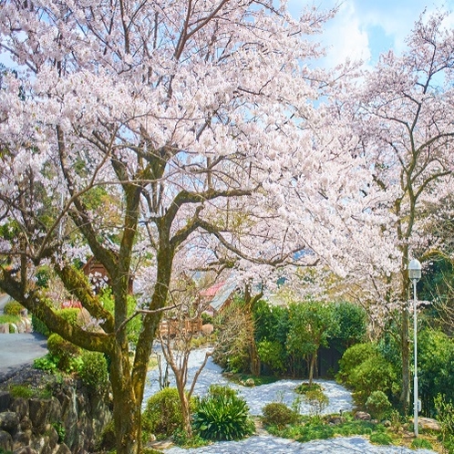 春は河津桜からソメイヨシノまで約１カ月半桜が楽しめます。