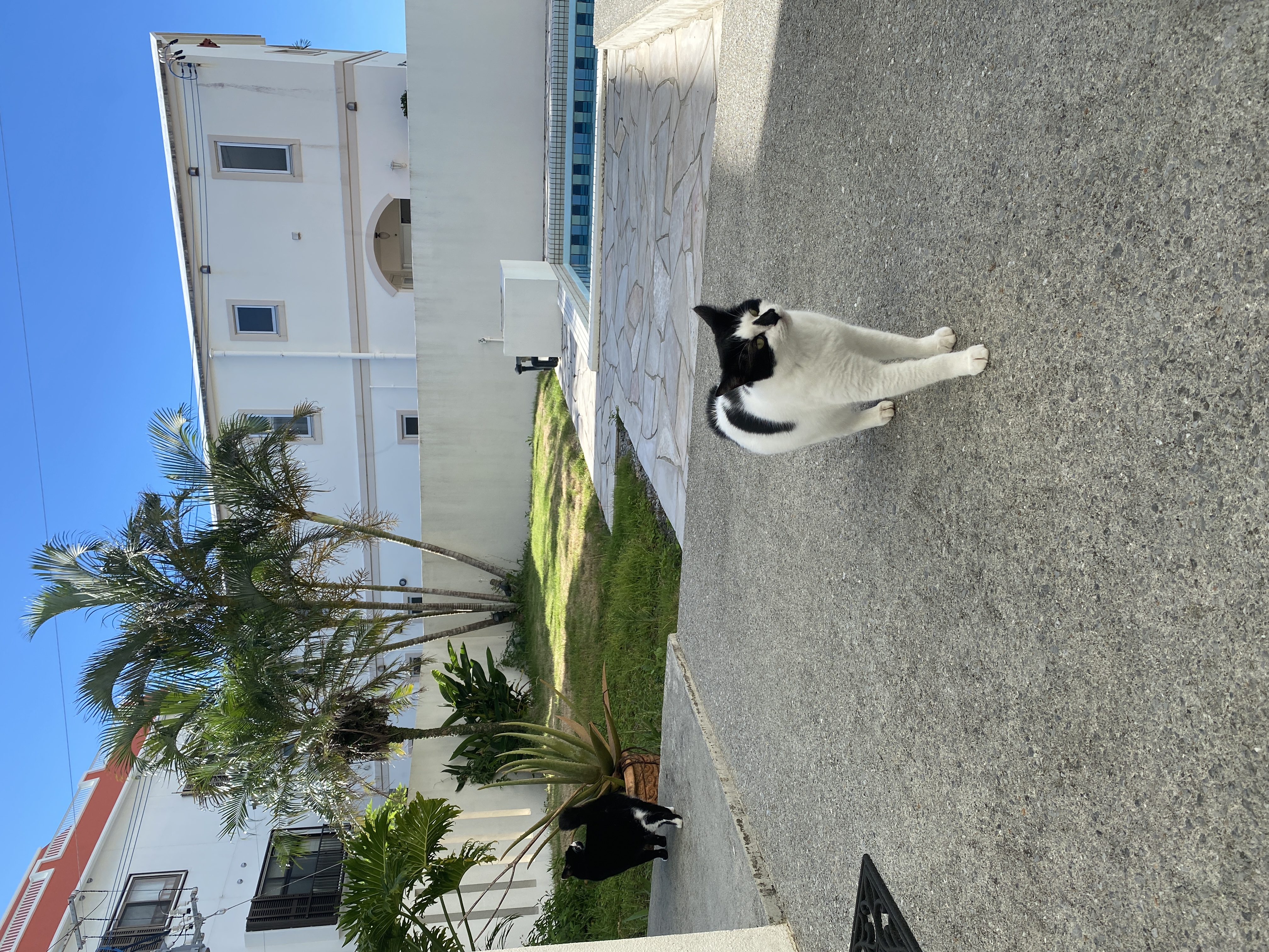 ガーデンプール