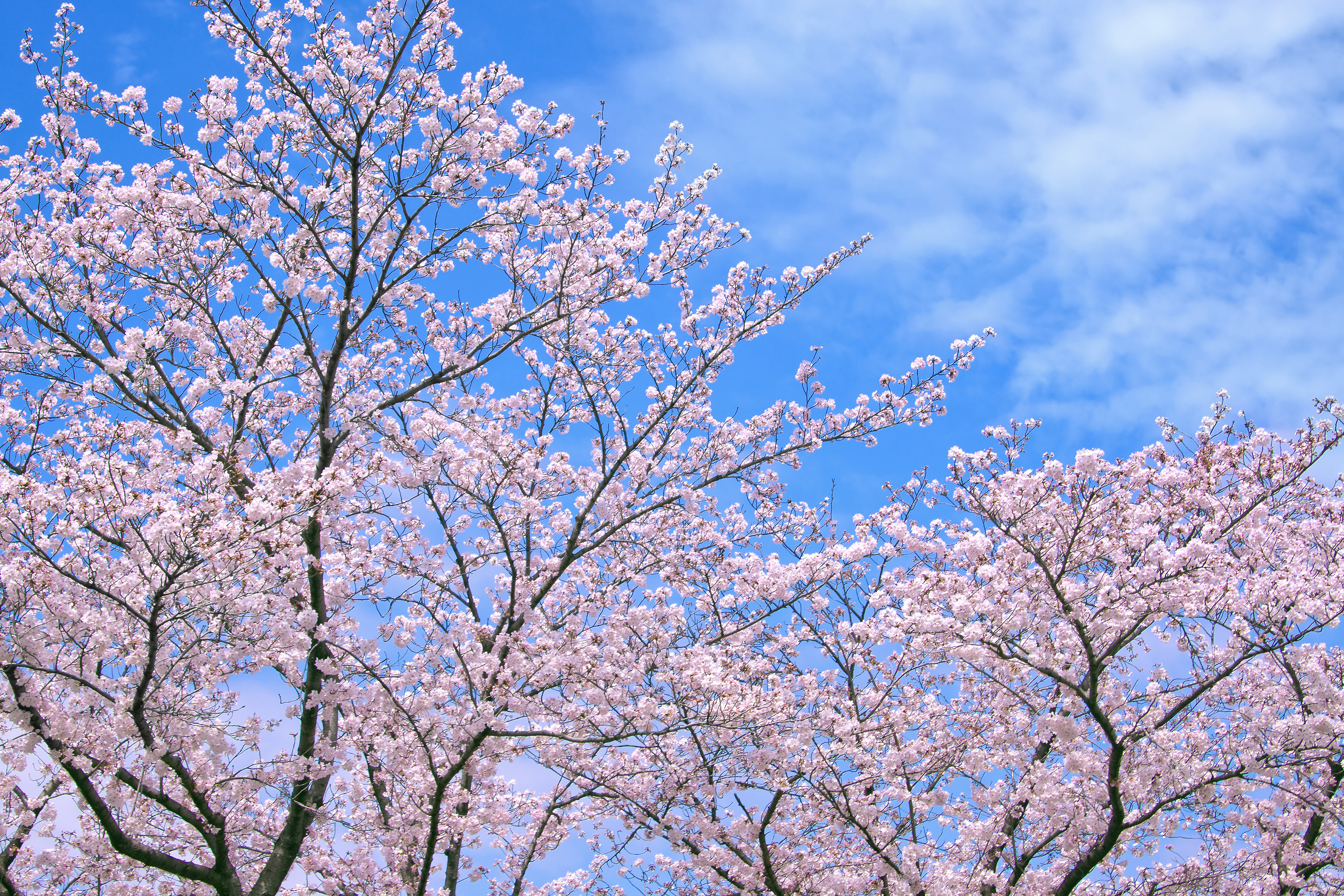 桜