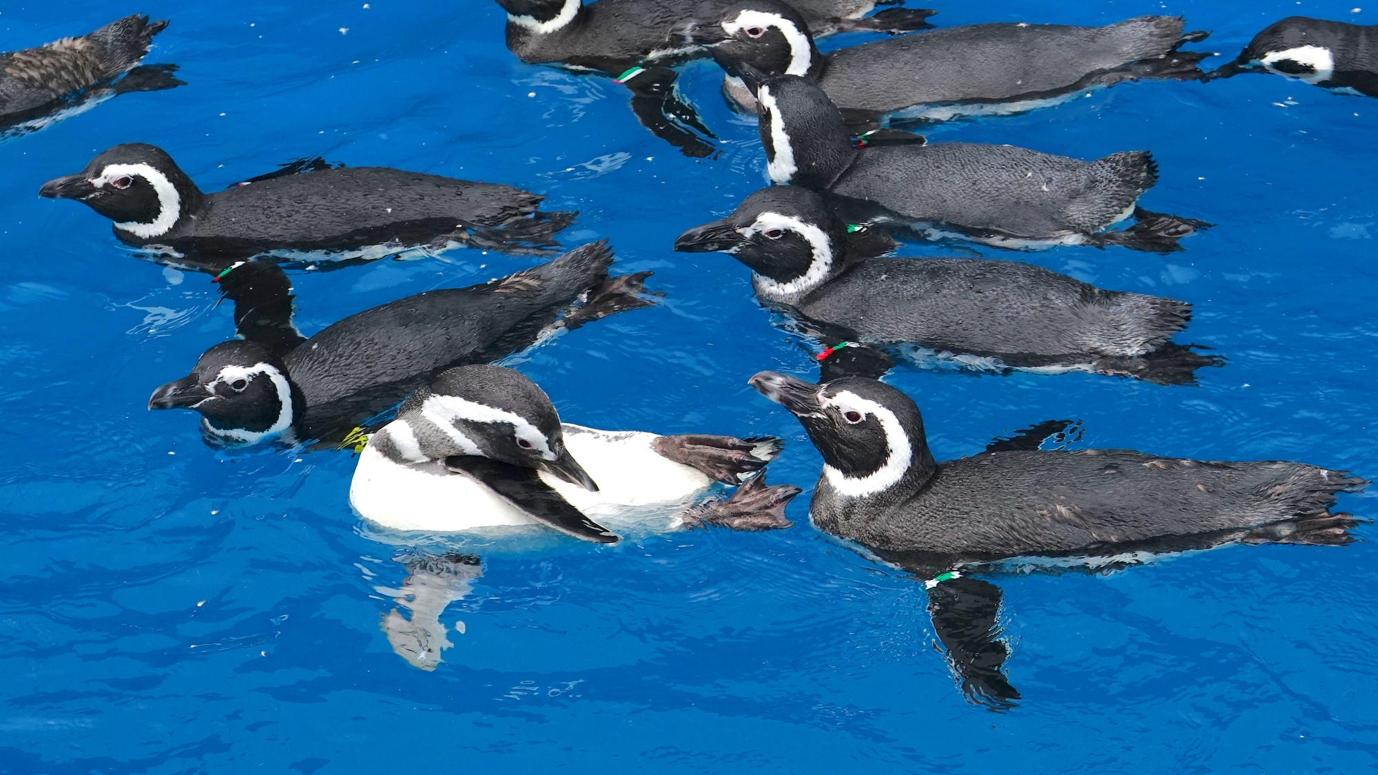 【上越市立水族博物館 うみがたり】当館から車で25分