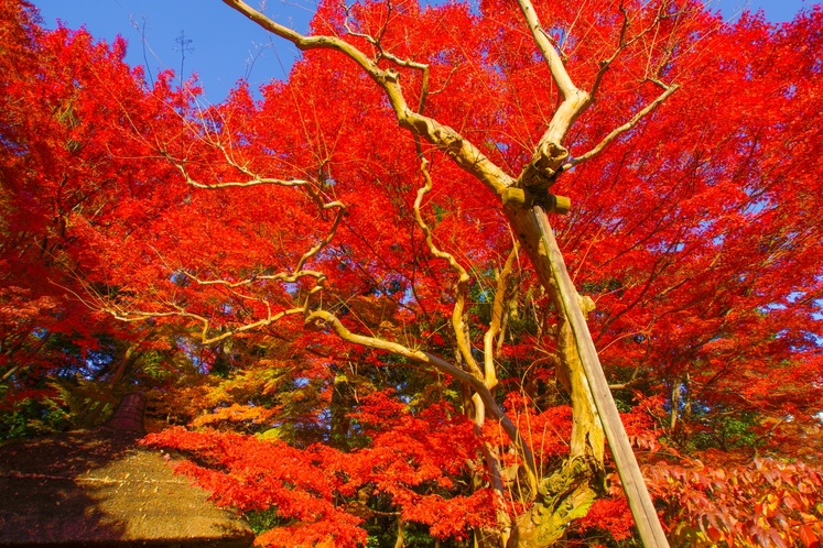 秋の東京の様子