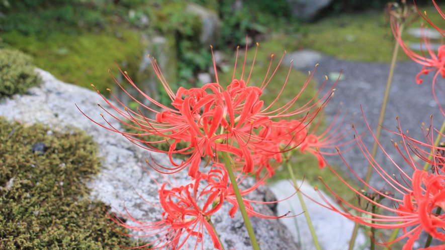 *中庭の風景／敷地内に咲く彼岸花