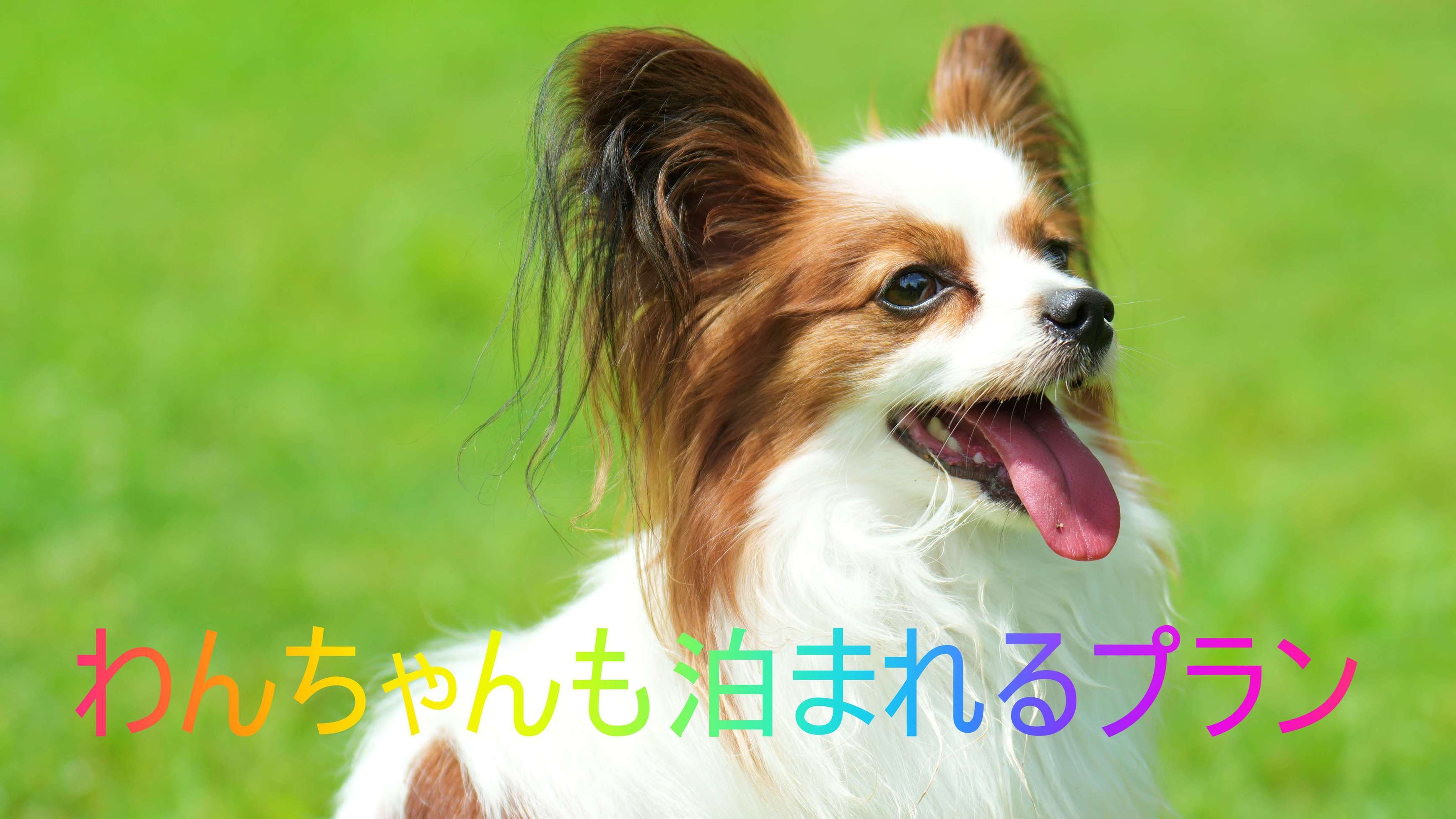 愛犬との楽しい旅を☆わんちゃんも泊まれるプラン【素泊まり・無料朝食付】