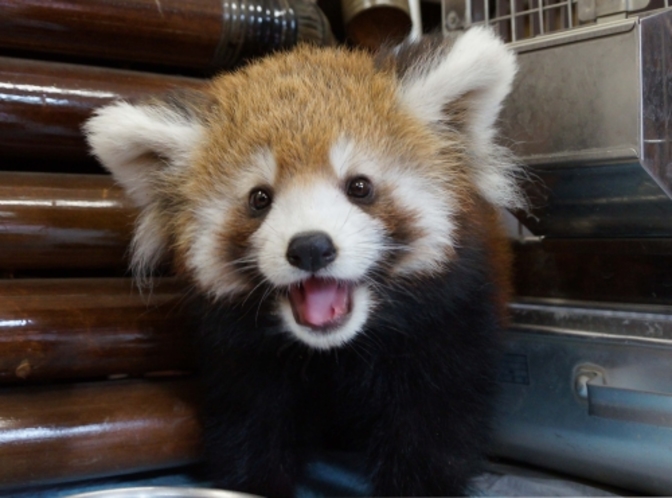 【レジャー】市川動植物園　お車で22分