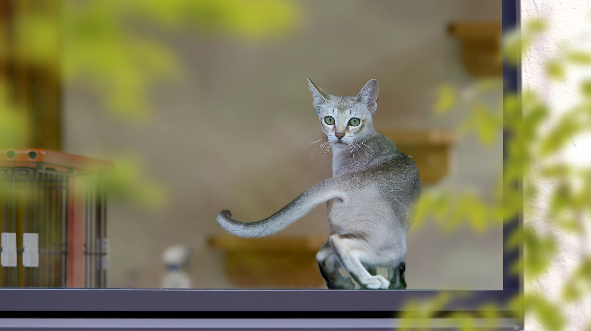 抱っこするとグーグー甘える男の子「シリウス」