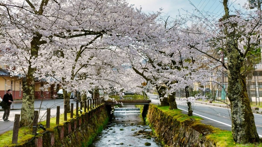 みぐみや旅館の前の桜並木です。