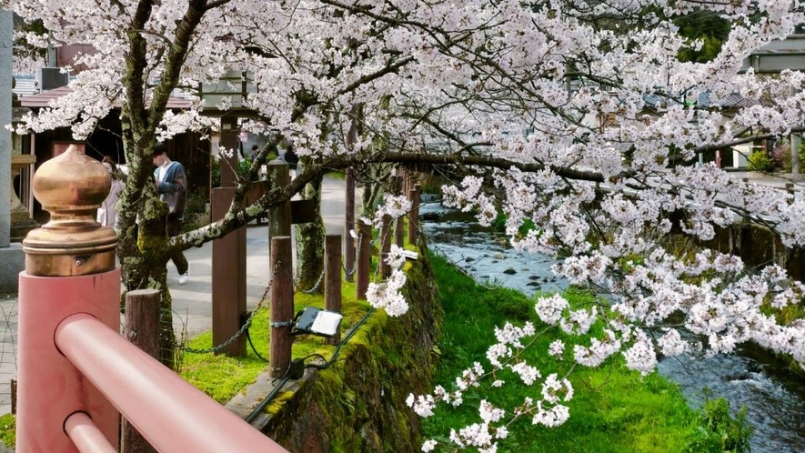 薬師橋から見える桜です。