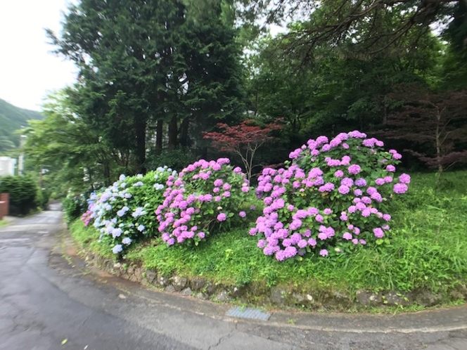 施設の庭に咲き誇る紫陽花