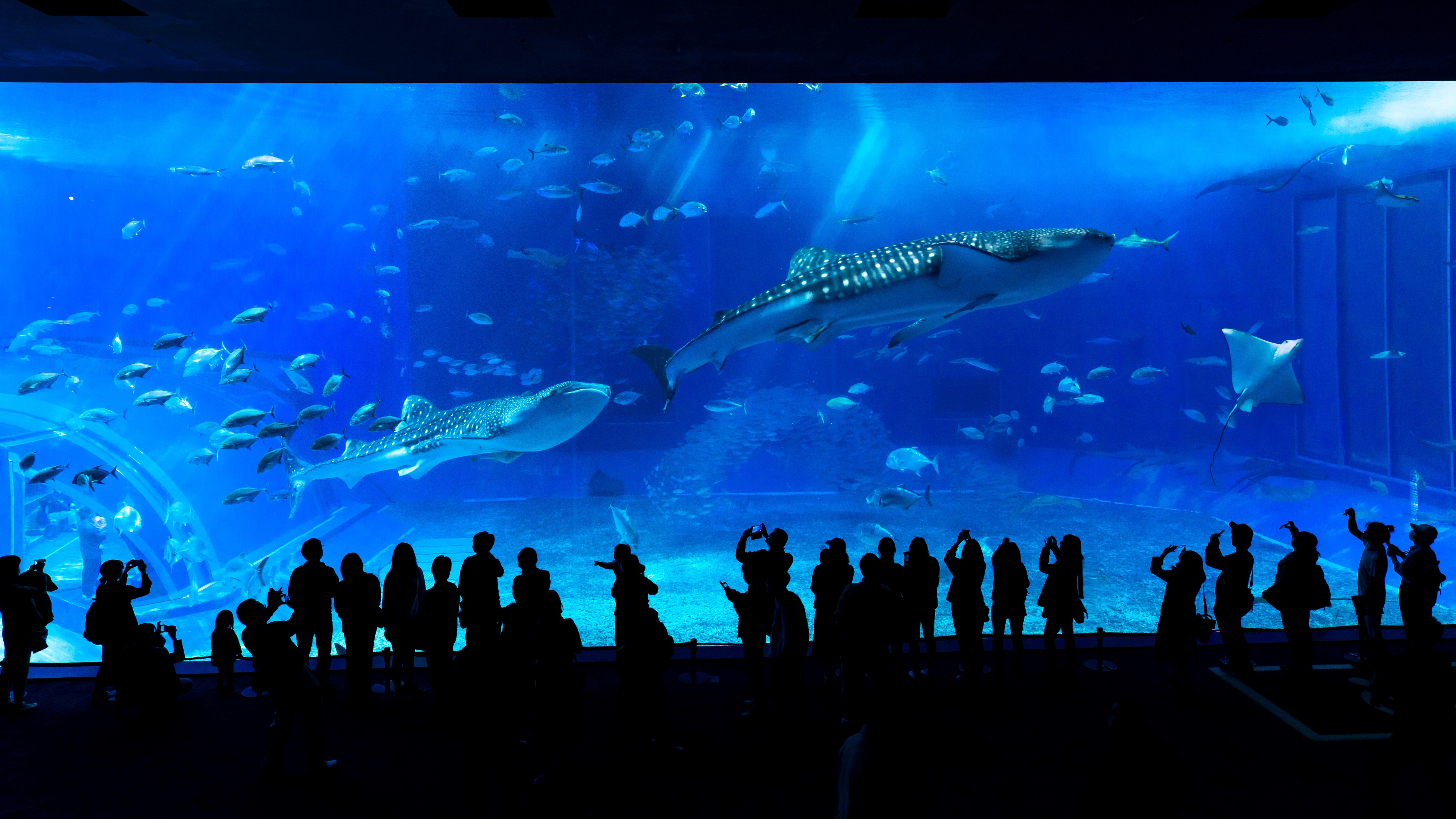 沖縄観光　美ら海水族館