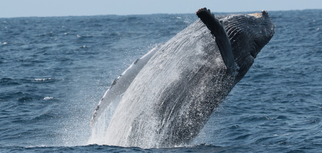 【沖縄の冬の風物詩】ホエールウォッチング　鯨