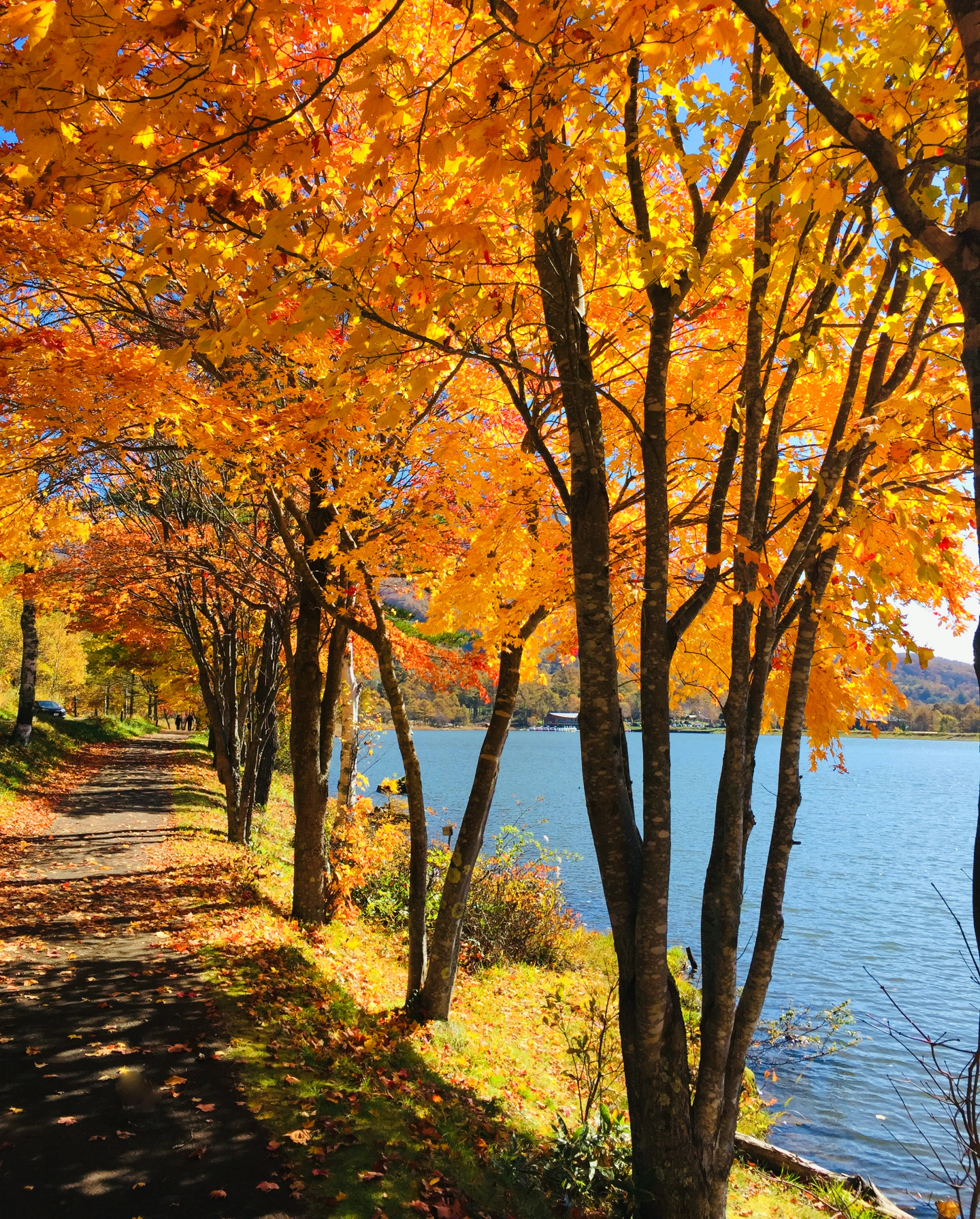 女神湖周辺の紅葉