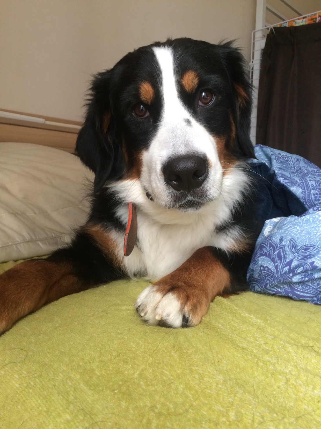 【超大型犬と一緒に宿泊OK！】【ペット同伴】キッチンや洗濯機も付いて福岡満喫！素泊まりプラン