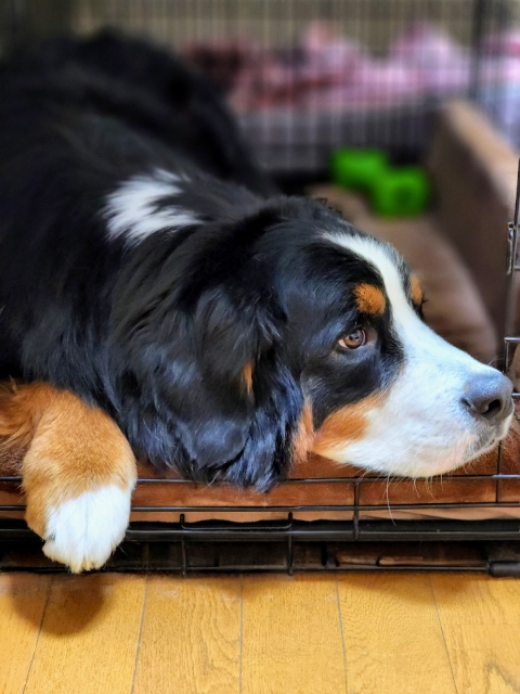 【現地現金精算専用】大型犬・超大型犬専用ペットと旅行・キッチンや洗濯機付きで福岡満喫！素泊まりプラン