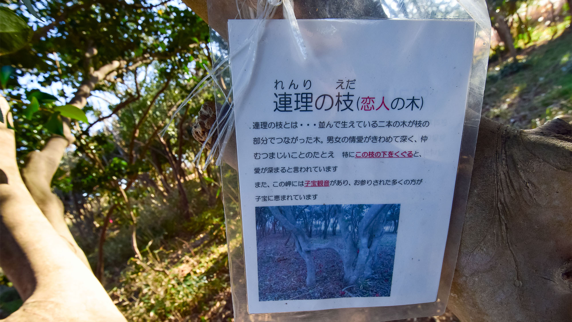 ・【殿崎公園】恋人の木「連理の枝」をくぐると、愛が深まると言われています