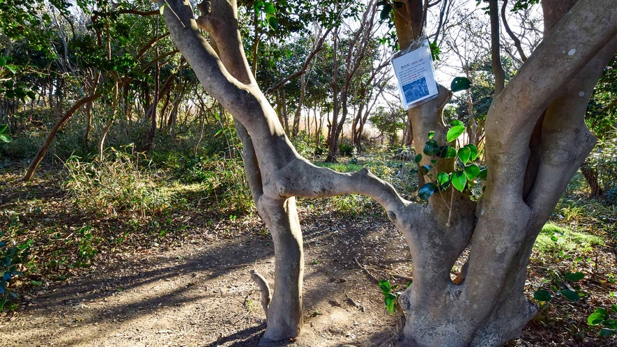 ・【殿崎公園】トレッキングコースの道沿いに「連理の枝」が生えています