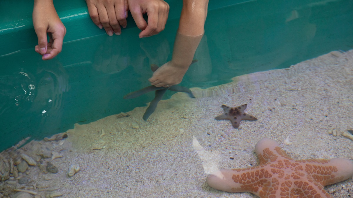 さんごパークタッチプール