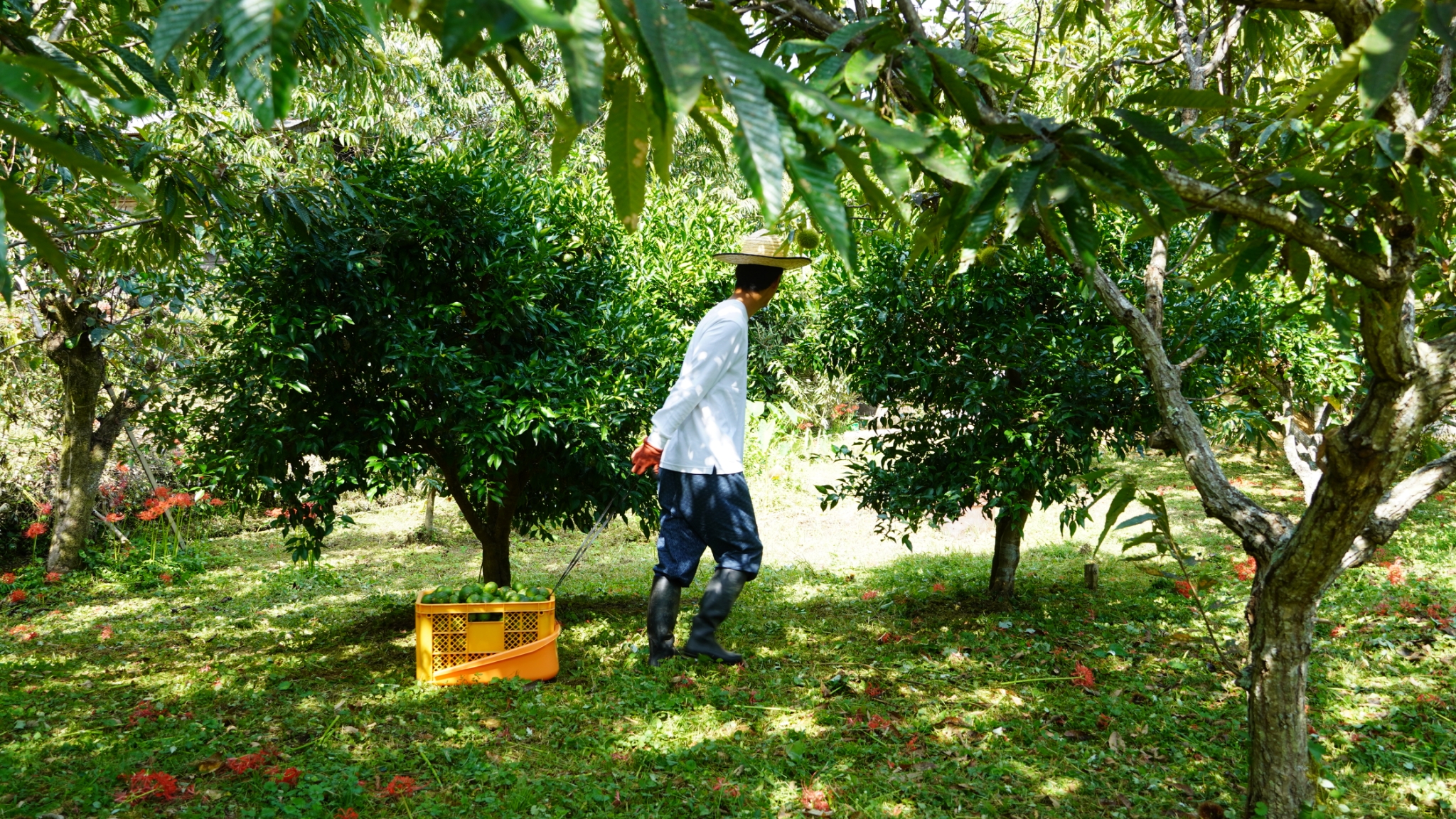 森の国の営み・柚子収穫