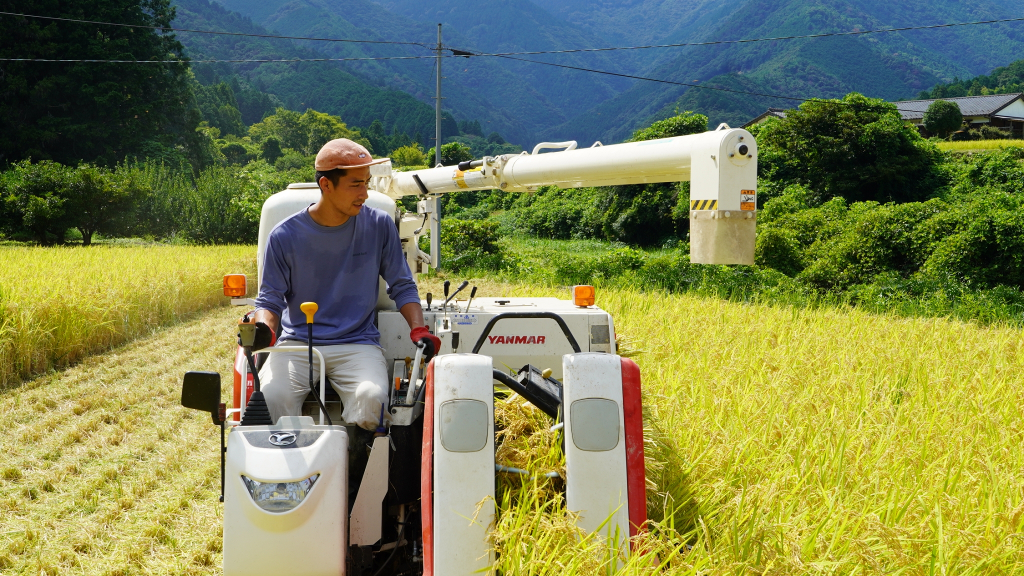 森の国の営み・稲刈り