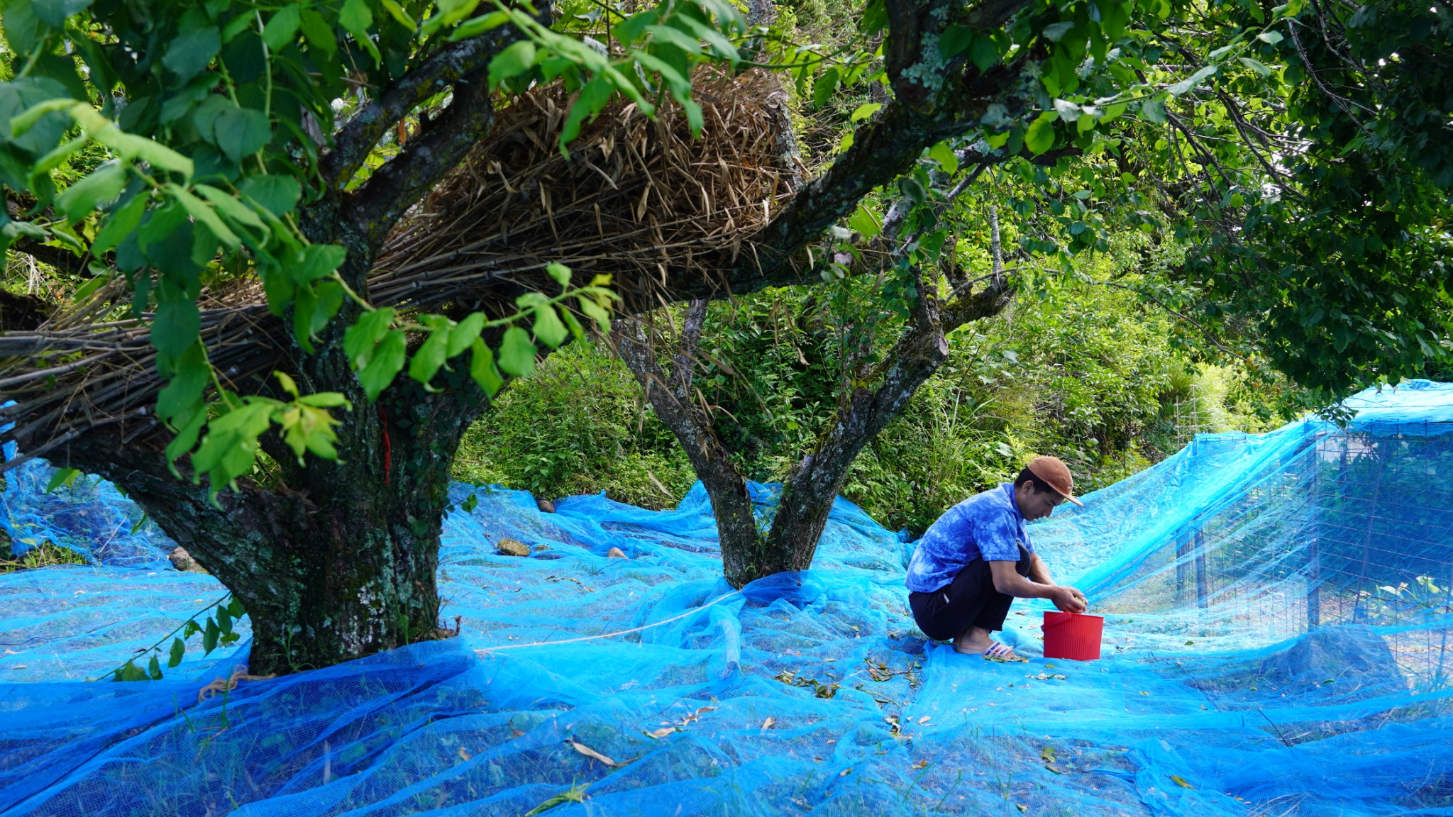 森の国の営み・梅収穫
