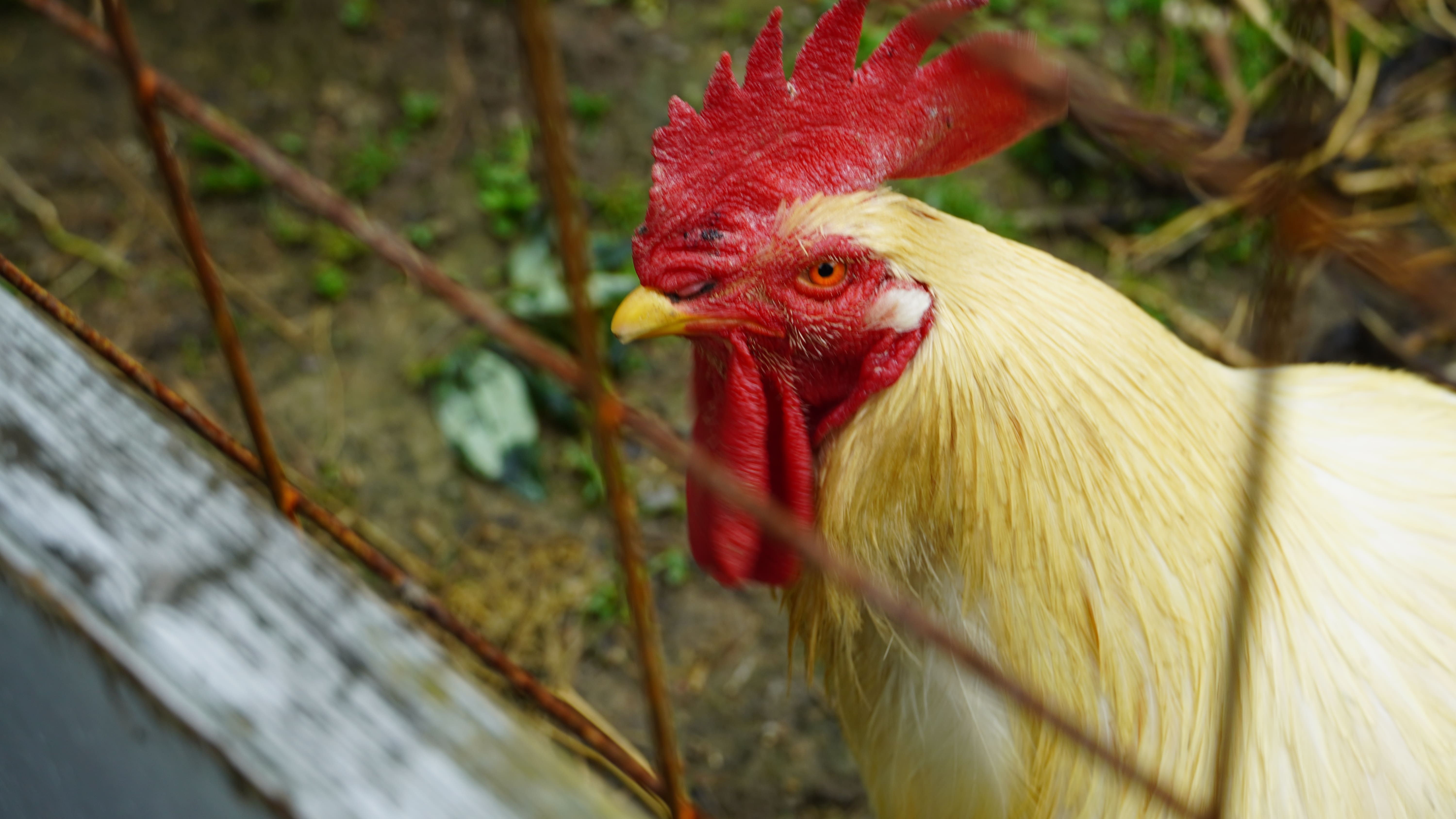 生き物と触れ合う