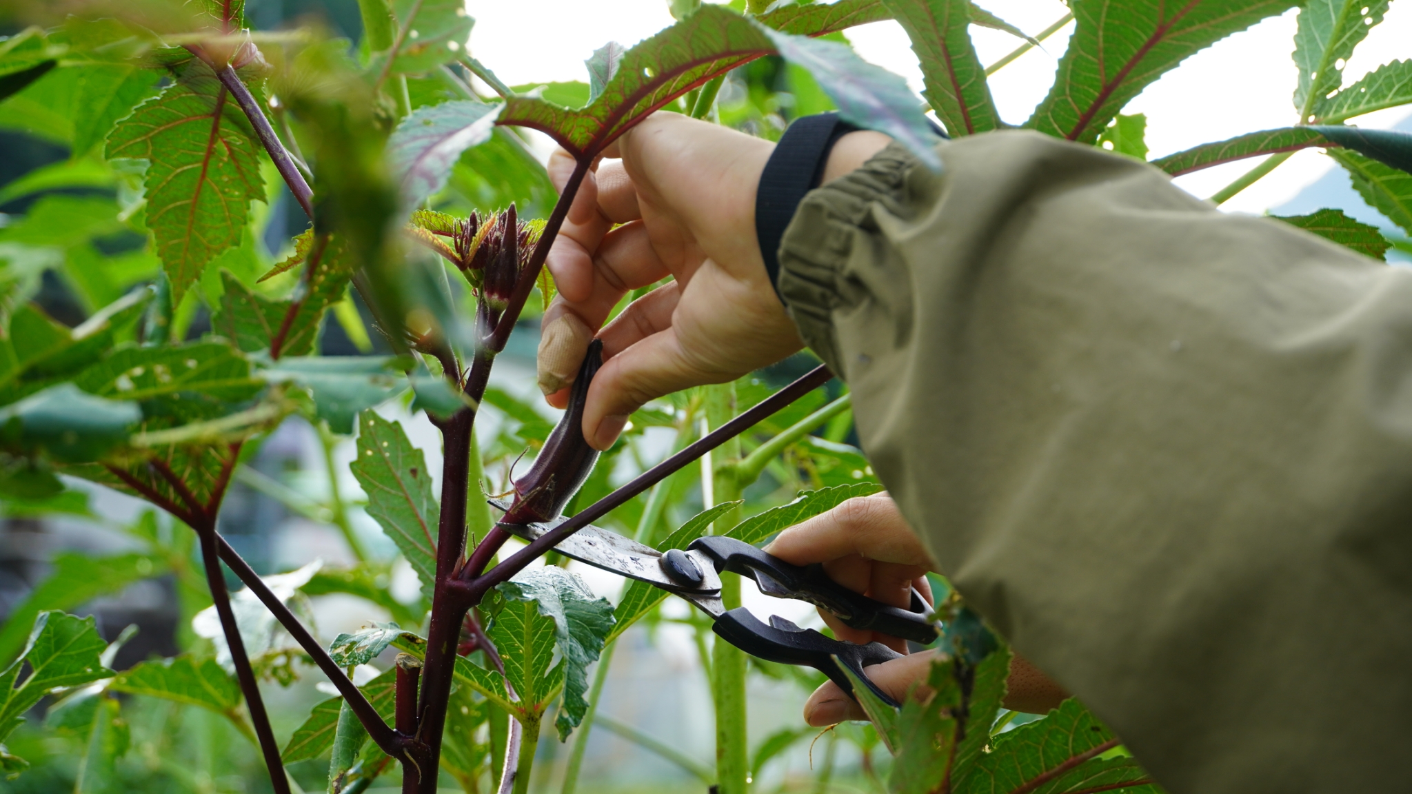 森の国の営み・収穫体験