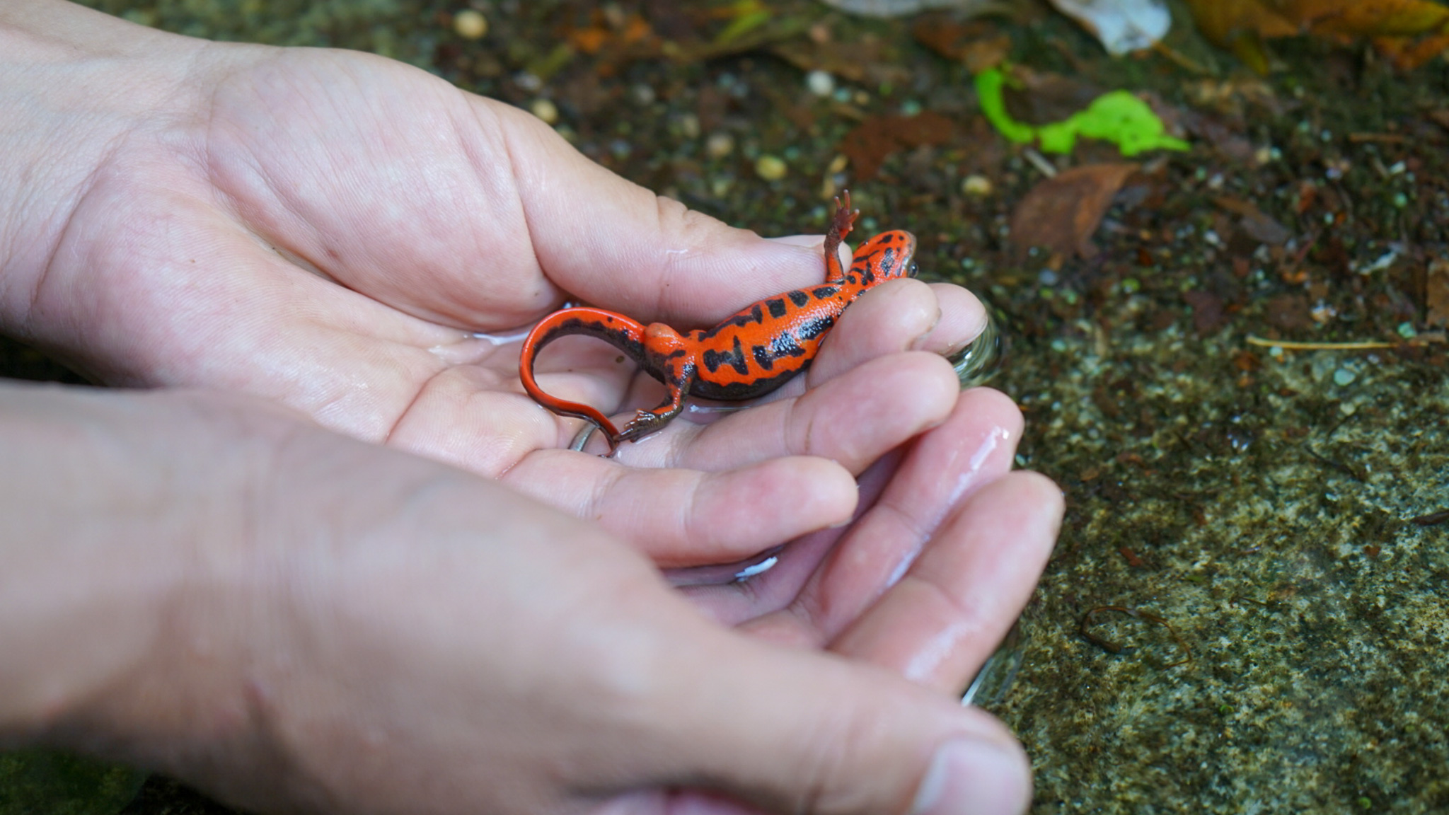 ネイチャーガイド