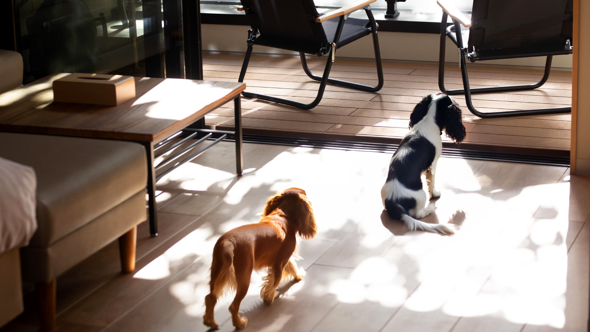 【客室】心地よい木漏れ日、ワンちゃんも快適