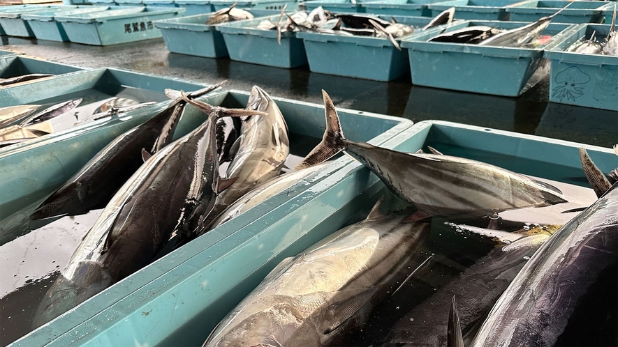 尾鷲魚市場での戻りガツオの水揚げ風景３