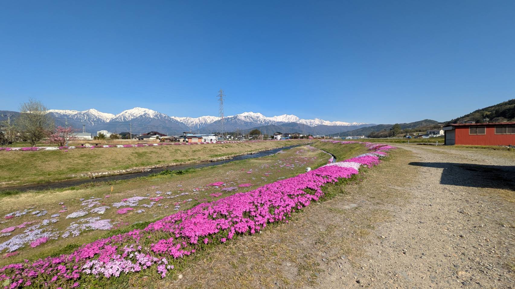 農具川河川公園の芝桜