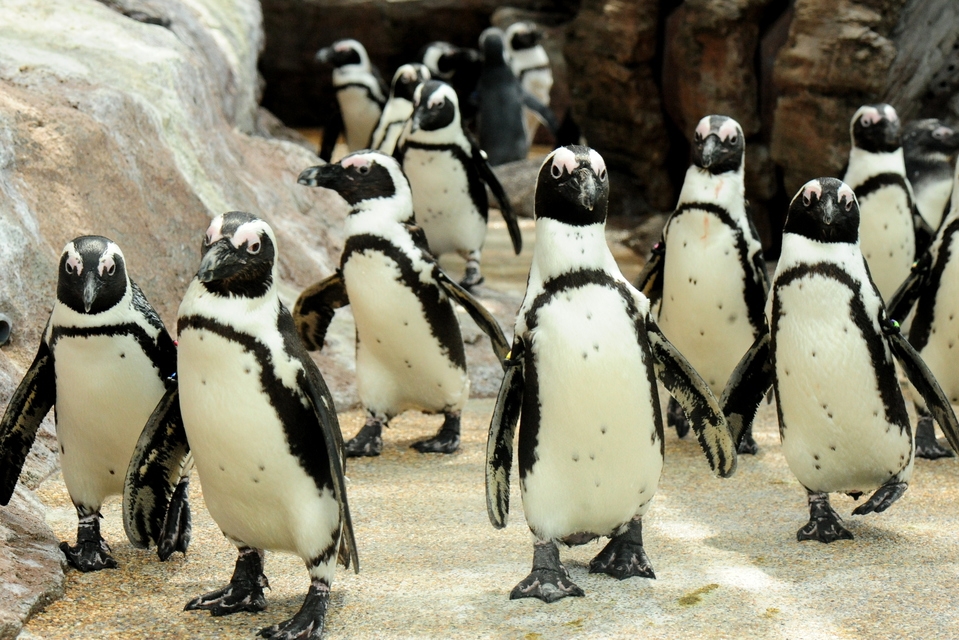 【京都水族館入場券付】朝食付◆今だけプレゼント！夏休み親子で探検わくわく大発見シート付プラン