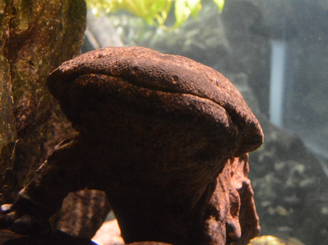 【周辺施設】京都水族館