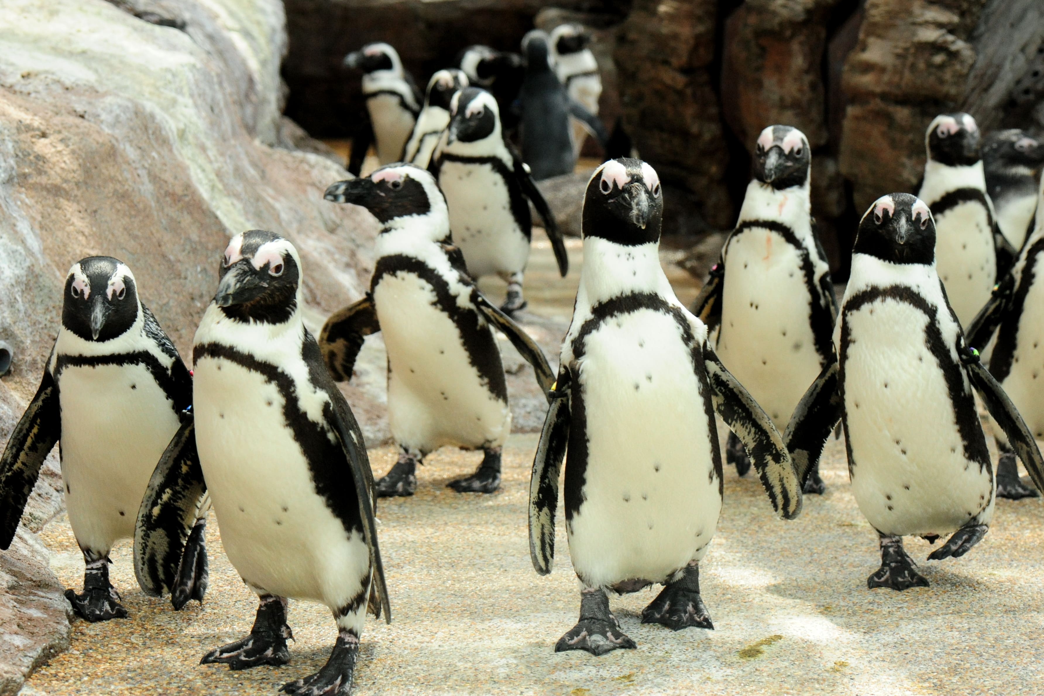 【京都水族館入場券付プラン】ポテルから京都水族館は歩いてすぐ！