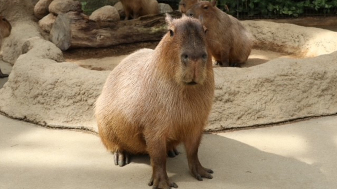 神戸動物王国　カピバラ