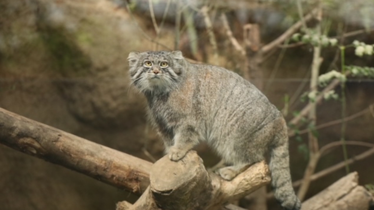 雨の日でも安心　神戸動物王国チケット付き　素泊まり