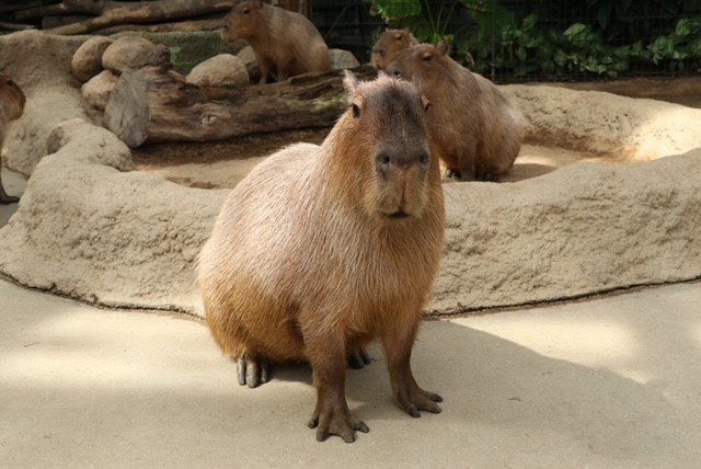 神戸動物王国　カピバラ