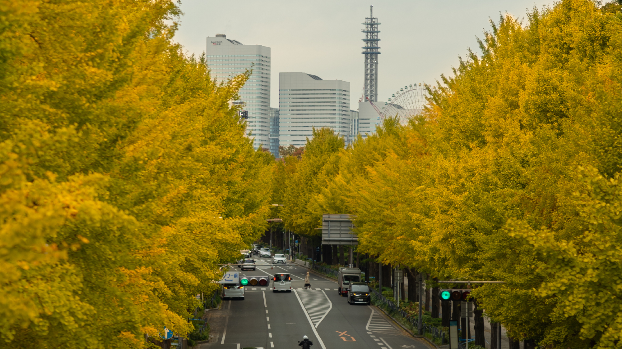 秋口に黄色に染まるイチョウ