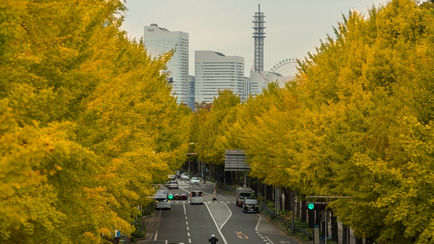 秋口に黄色に染まるイチョウ