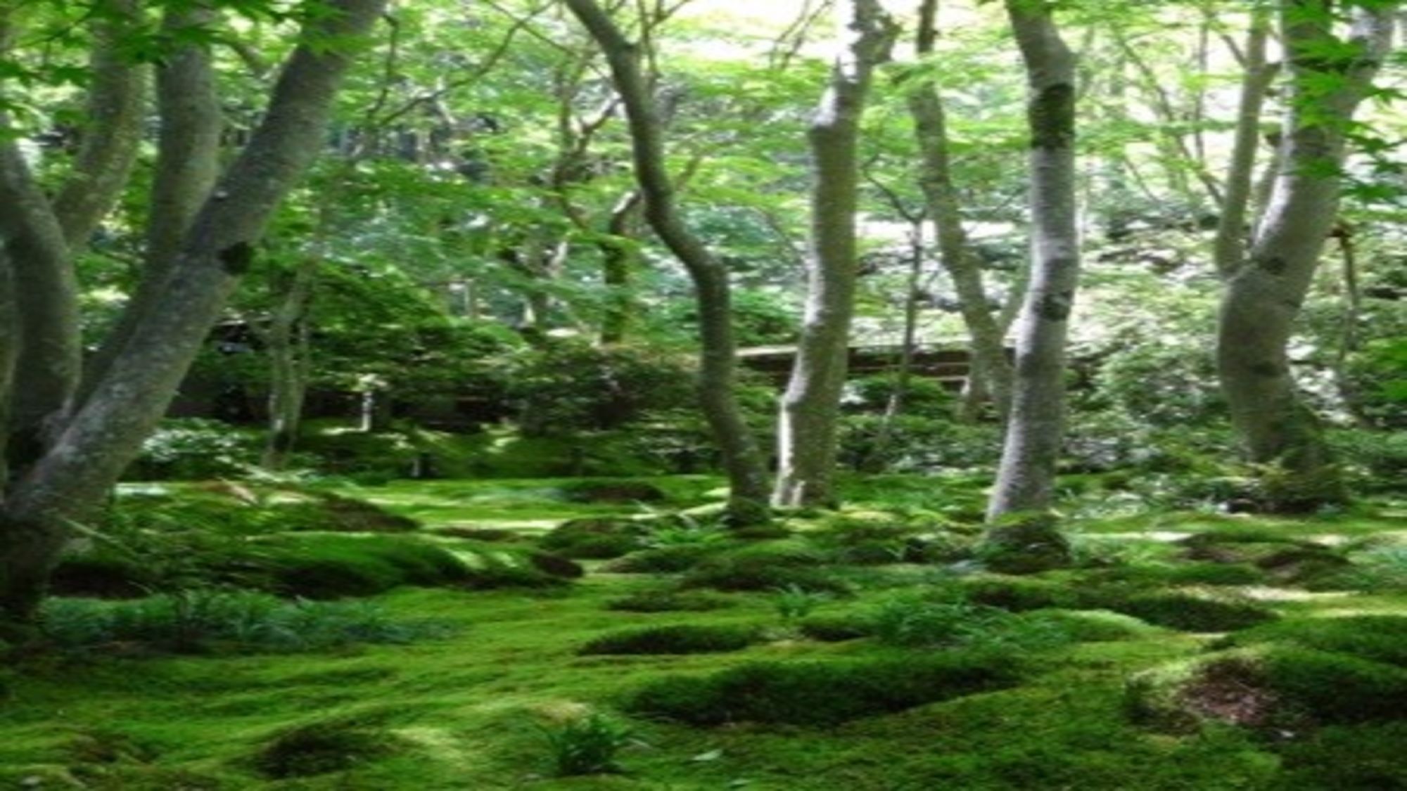 苔がきれいな祇王寺