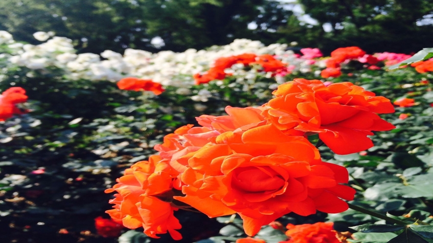 四季折々の植物をお楽しみいただける植物園(京都市営地下鉄北山駅より徒歩すぐ）